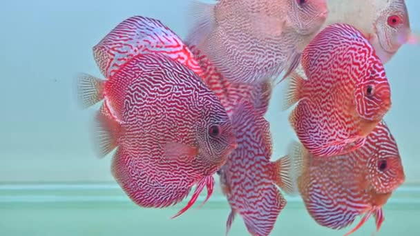 Pompadour Ψάρια Κολυμπούν Ενυδρείο — Αρχείο Βίντεο