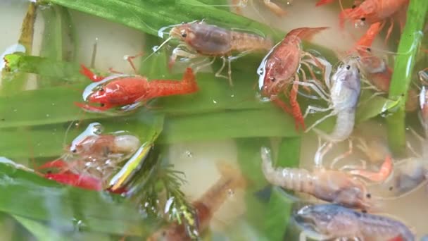 4K小龙虾在本地市场上出售 — 图库视频影像