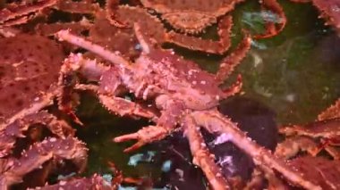 4K King yengeci Sapporo 'da satılık.