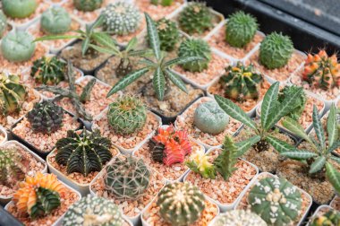 Bir çok küçük kaktüs bahçesinin üst manzarası