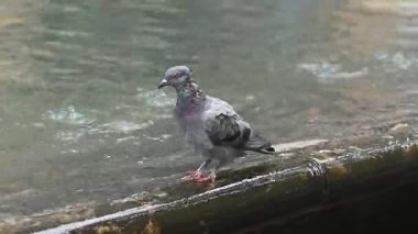 4K Şehir çeşmesinde duran ve uçan güvercinler