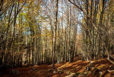 Altopiano di asiago veneto italyan 'ın sonbahar tahtası.