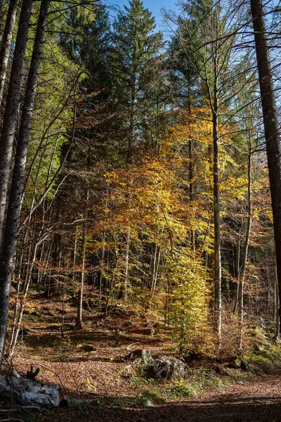 Altopiano di asiago veneto italyan 'ın sonbahar tahtası.