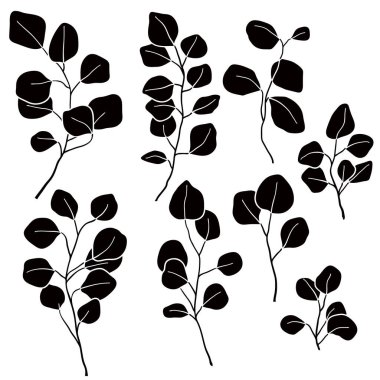 Beyaz arkaplanda izole edilmiş okaliptüs dalının çizimi