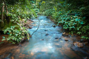 su akışı tropikal orman