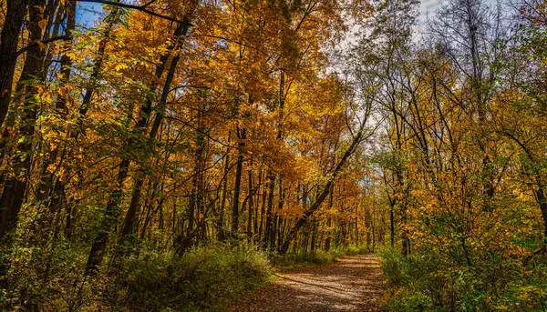 Pennsylvania, Newtown 'daki Tyler State Park' ta sonbahar yaprakları arasında yürüyen bir patika..