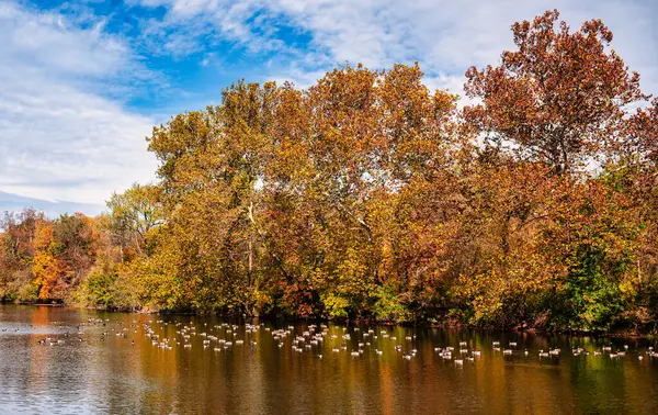 Newtown, Pennsylvania 'daki Tyler State Park' taki Neshaminy Gölü 'nde sonbahar yaprakları..