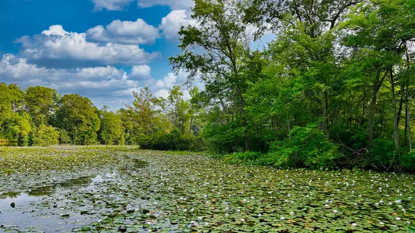 Doğu Brunswick, New Jersey 'deki Dallenbach Gölleri' nde Lily pedleri.