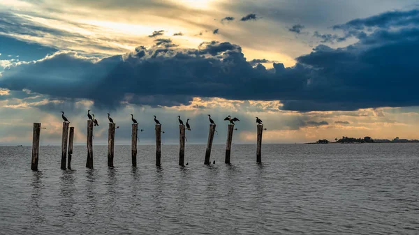 Comorants on old pilings in Horseshoe Cove at Sandy Hook National Recreation Area in Highlands, New Jersey.