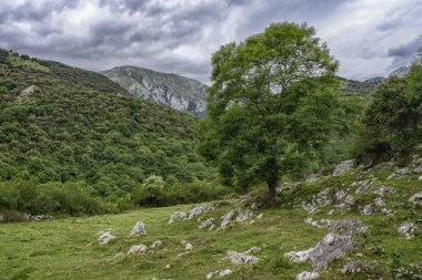 Alles, Asturias, İspanya 'da Rocky otlağı.