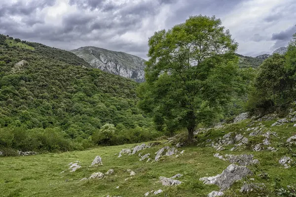 Alles, Asturias, İspanya 'da Rocky otlağı.