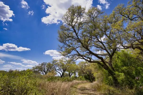 Florida, Sarasota 'daki Myakka Eyalet Parkı' nda Fox 's Low Road..