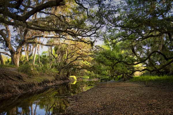 Büyük Bataklık Kanalı. Kurak mevsimde Kuzey Liman, Florida yakınlarında..