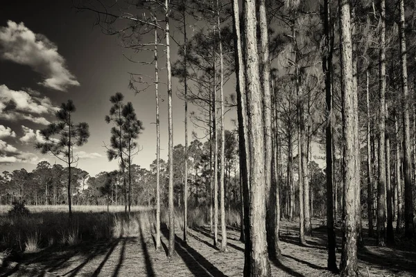 Pine trees off the Tiger Marsh trail in the T. Mabry Carlton Jr. Memorial Reserve near North Port, Florida.