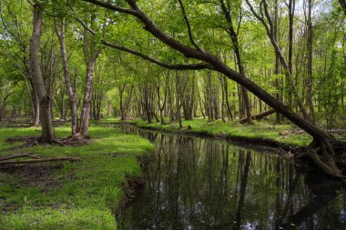 İrlanda Ormanı Doğu Brunswick, New Jersey 'de ağaçlık bir bölgeden geçiyor..