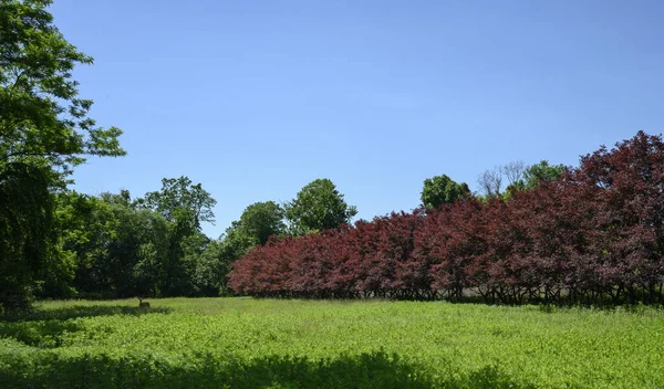 Kırmızı akçaağaç çizgisi, Kingston, New Jersey 'deki Mapleton Konservesi' nin sınırında..
