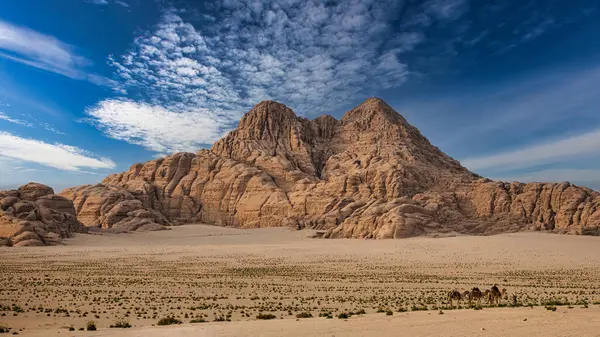 Bir Bedevi devesini Ürdün, Akabe yakınlarındaki Wadi Rum çölünde evine götürür..