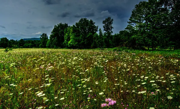 Walpack, New Jersey 'deki Delaware Su Gap Ulusal Eğlence Bölgesi' nde kır çiçekleri tarlası.