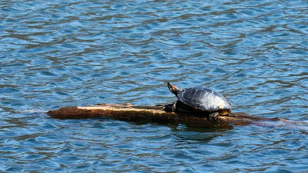 Kaplumbağa baharın başında bir kütükte güneşleniyor..