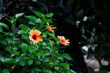 Turuncu renk Hibiscus Rosa Sinensis Çiçeği ve Bitki