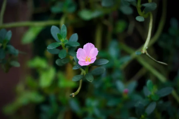 Imagen Primer Plano Hermoso Color Violeta Moss Rose Flower — Foto de Stock