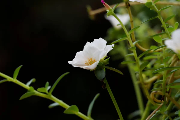 Boční Pohled Krásné Bílé Deset Hodin Květiny — Stock fotografie