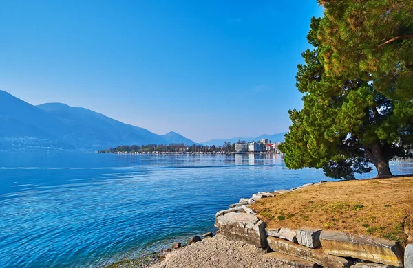 stock image The lush green pines on the bank of Lake Maggiore with a view on Locarno embankment in background, Switzerland