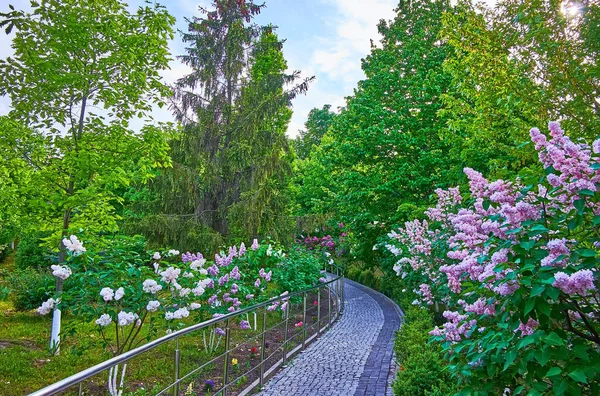 Flor Lila Exuberante Jardín Verde Del Monasterio Cueva Kiev Pechersk — Foto de Stock