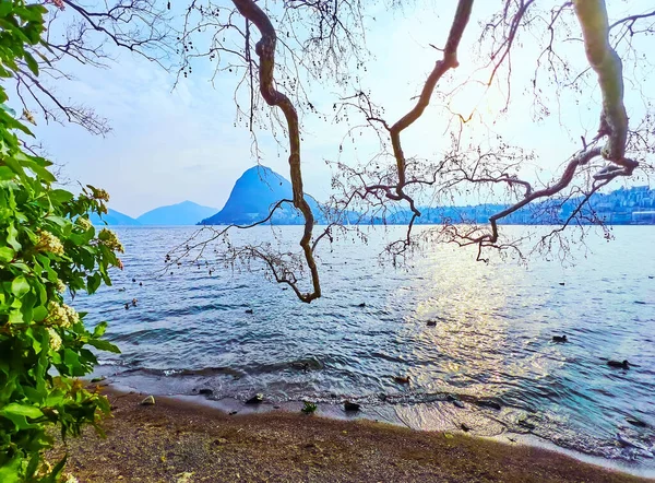 Dalgalı Lugano Gölü Yüzen Yaban Ördekleri Alacakaranlıkta Çınar Dallarının Arkasında — Stok fotoğraf
