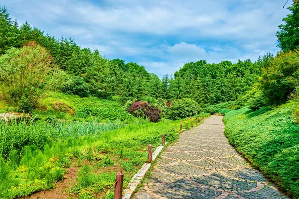 请欣赏乌克兰乌曼Sofiyivsky公园多汁的草坪 风景秀丽的植物和茂密的绿叶 — 图库照片