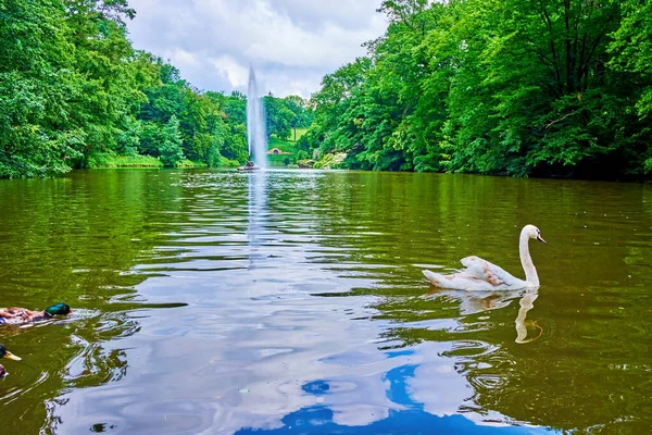 乌克兰乌曼Sofiyivsky公园爱奥尼亚湖上的野生天鹅和野鸭 — 图库照片