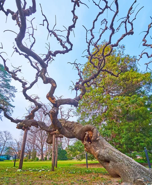 Exuberante Parco Ciani Verde Com Árvore Inclinada Velha Com Ramos — Fotografia de Stock