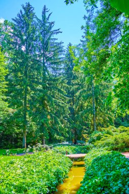 Çam ağaçları ve Sofiyivka Parkı, Uman, Ukrayna 'daki dar nehir.