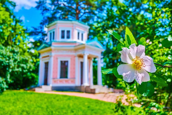ウクライナのウマンのSofiyivka公園の愛の島にローザSetieraの開花花 — ストック写真