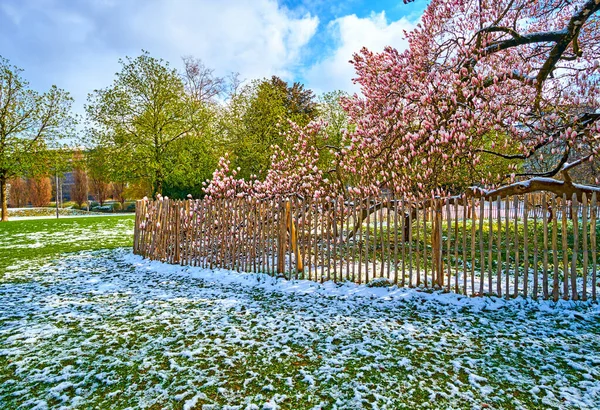 Wiosenny Śnieżny Poranek Parku Platzspitz Kwitnące Drzewa Magnolii Zurych Szwajcaria — Zdjęcie stockowe