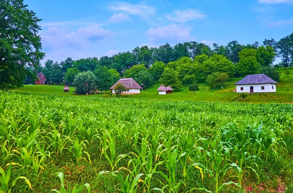 Das Sattgrüne Maisfeld Vor Dem Kleinen Dorf Hata Häuser Chernivtsi — Stockfoto