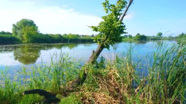 Kodnyanka Nehri 'nin Panoraması, kıyılarındaki yemyeşil ve mavi gökyüzünü yansıtıyor, Eski Solotvyn, Ukrayna