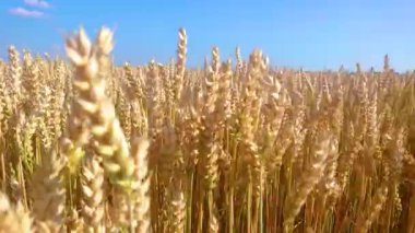 Olgun buğdayın yakın planında mavi bir gökyüzü, Ukrayna