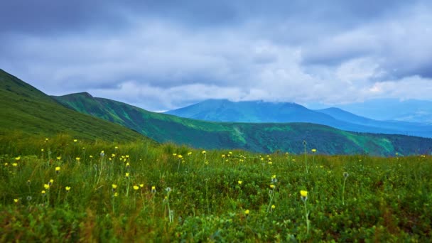 Lush Green Meadow Colorful Blooming Flowers Slope Mount Hoverla Carpathians — стоковое видео