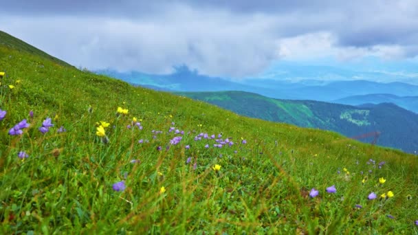 Malownicza Kwitnąca Łąka Zboczu Góry Hoverla Widokiem Niskie Chmury Ukrywająca — Wideo stockowe