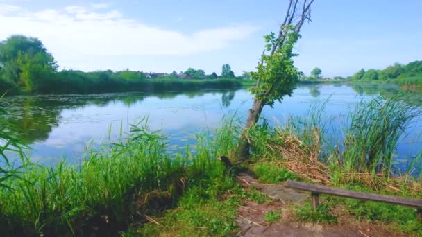 Panorama Del Fiume Kodnyanka Che Riflette Verde Lussureggiante Sulle Sue — Video Stock