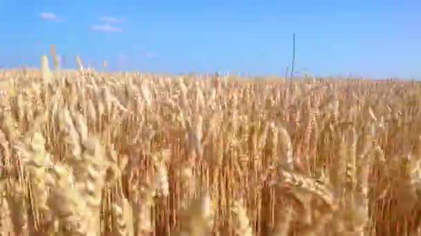 Bewegung Reifen Weizenfeld Mit Nahsicht Auf Die Winterweizenähren Ukraine — Stockvideo