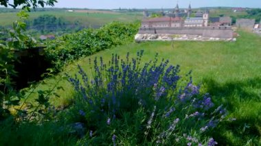 Kamianets-Podilskyi 'deki Ukrayna minyatür kaleleri müzesi çiçek açan lavanta, yeşil çimenler, ortaçağ kalelerinin kopyaları ve arka planda gerçek Kamianets-Podilskyi kalesi, Ukrayna