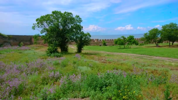 Panorama Scenic Green Meadow Courtyard Akkerman Fortress Bright Purple Flowers — Stock Video