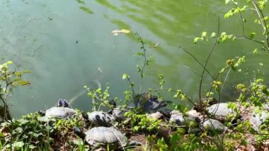 Kaplumbağalar İtalya 'daki Monza Royal Gardens' taki göletin kıyısında güneşleniyorlar.