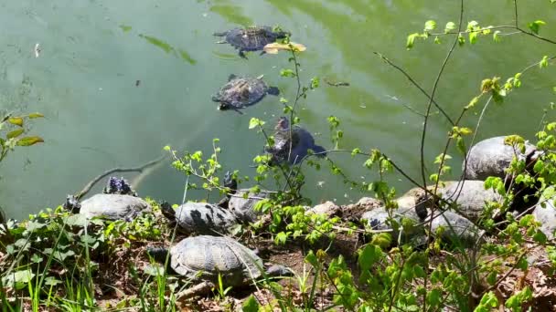 カメは池で泳ぎ イタリアのモンツァロイヤルガーデンにある丘陵の銀行で太陽の下を泳ぎます — ストック動画