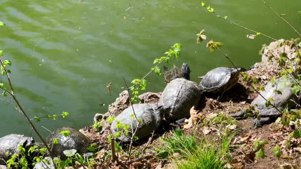 カメのグループは イタリアのモンツァ王立庭園の池の岸で日光浴します — ストック動画