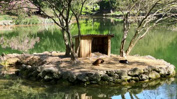 イタリアのモンザロイヤルガーデンの日陰の木に囲まれたラゲットーディヴィラレール池に鳥の家とマラードを持つ小さな島 — ストック動画