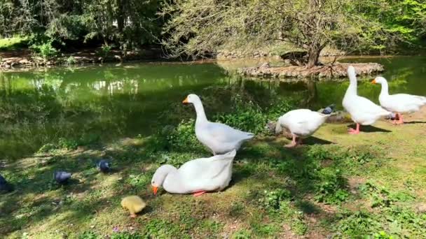 イタリアのモンツァ ロイヤルガーデンにある池の貯蔵庫に ゴシンググラスと休憩を施した白地の小さなギャグ — ストック動画