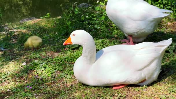 意大利蒙扎皇家花园池塘的绿岸上停着两只白鹅和小鹅群 — 图库视频影像